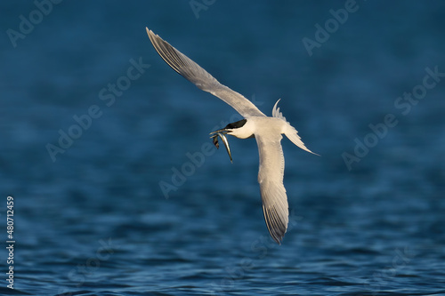 Tableau sur toile Sandwich tern (Thalasseus sandvicensis)
