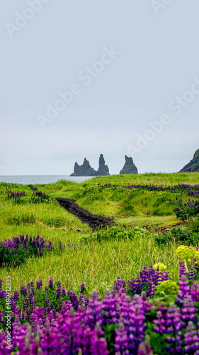 Cover page with view of basalt stacks, pillars Reynisdrangar at black sand beach near Vik and violet and pink lupine flowers, South Iceland, summer, rainy blue sky copy space background