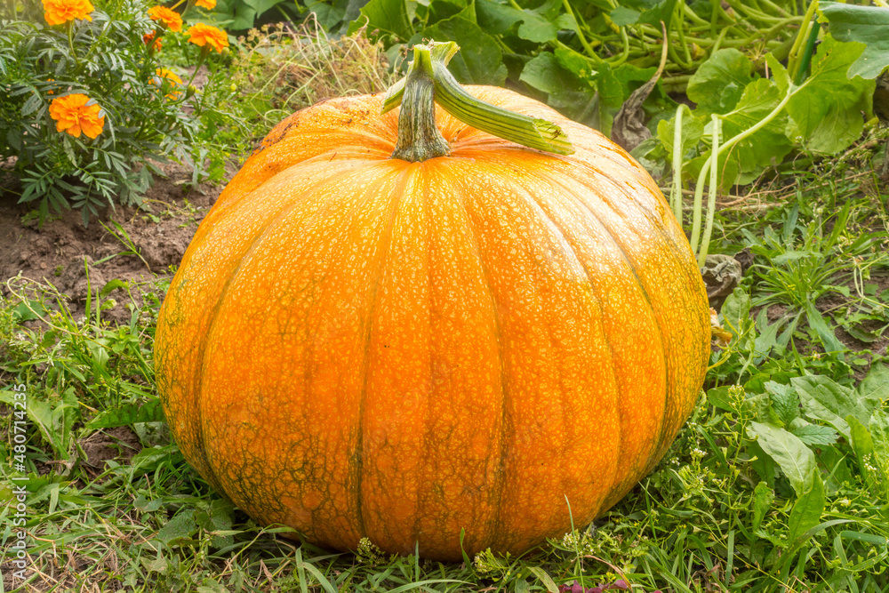 Pumpkin Pumpkin