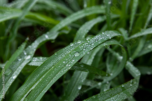 Water Drop on the grass.