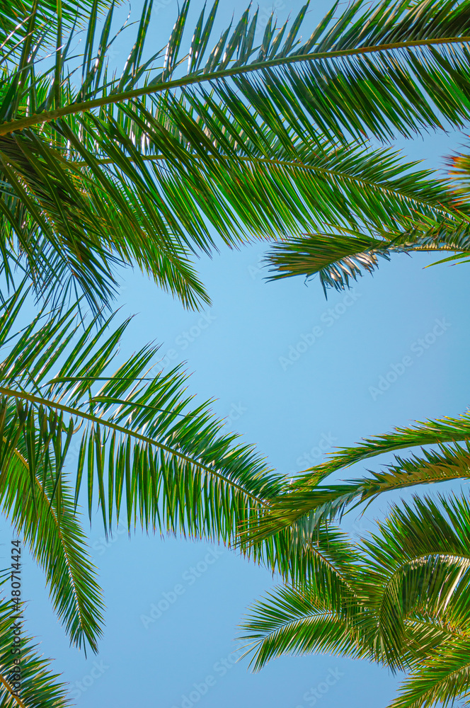 Tropical palm leaves background. Summer holiday concept