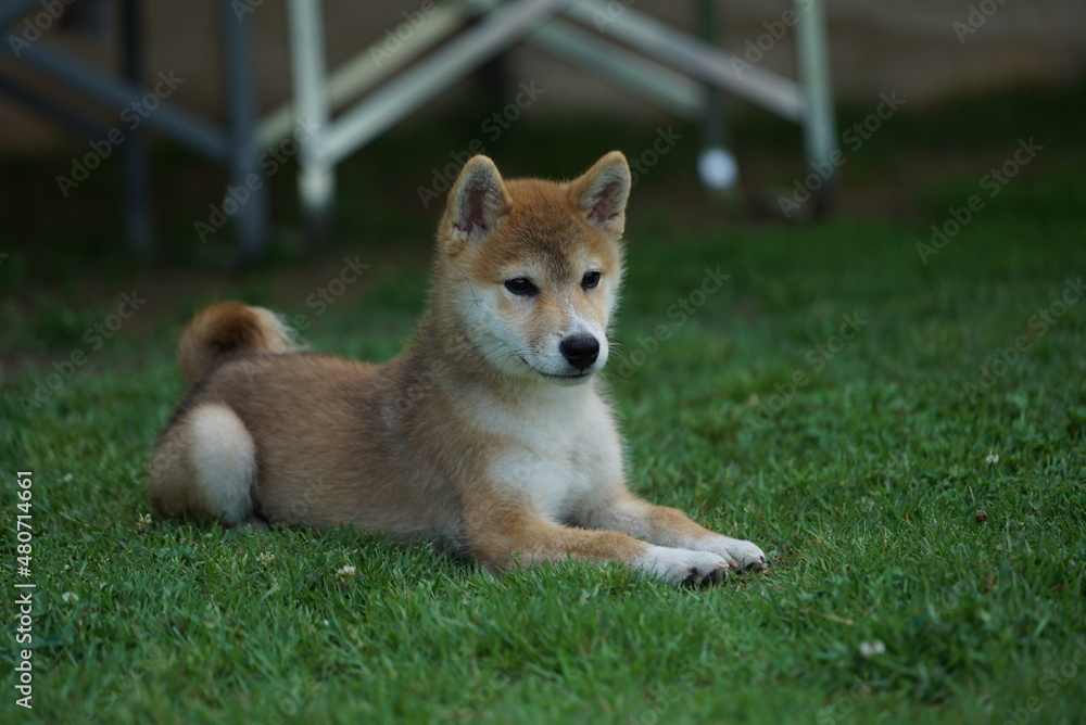 Dogs, Shiba dogs, puppy, pets, cute, mammals, sitting, green, obedient, genealogy, happy, animal.