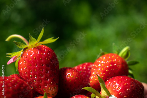 Bright juicy strawberries close-up on a dark green background, wallpaper
