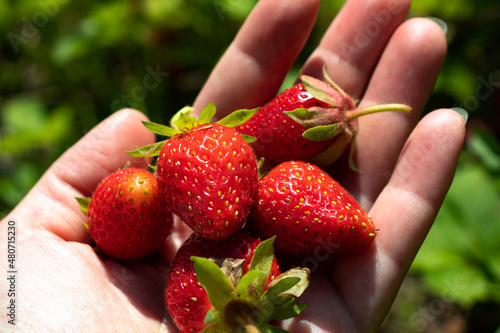 Juicy ripe red strawberries grown by their own hands on a farm in hand close-up on a green background.