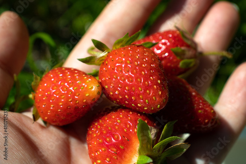 Juicy ripe red strawberries grown by their own hands on a farm in hand close-up on a green background.