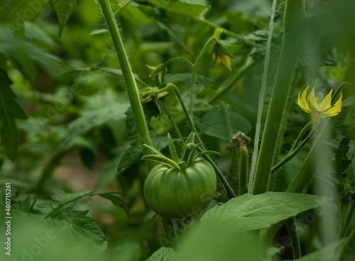Unripe green tomato hanging on a branch in a greenhouse