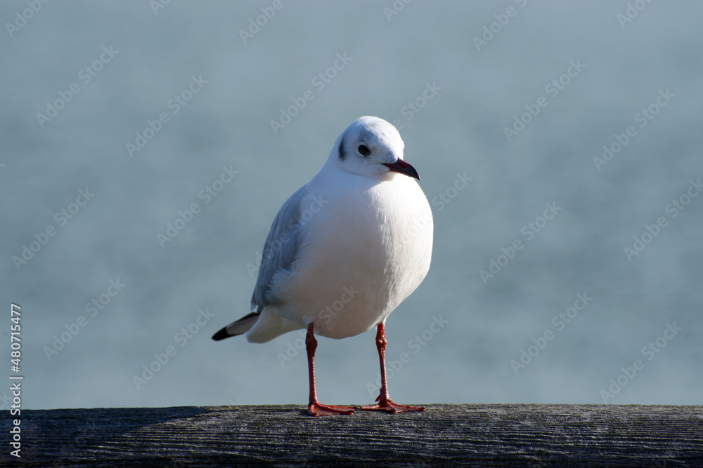 Obraz premium ユリカモメ