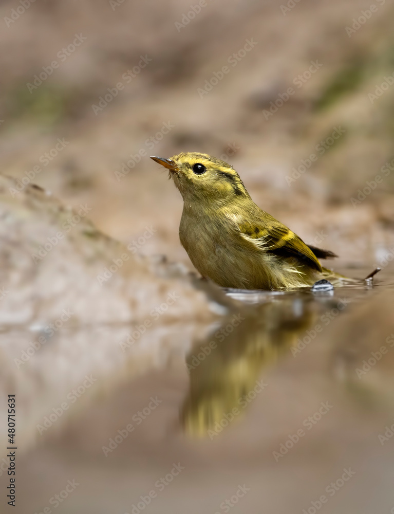 Fototapeta premium Lemon-rumped warbler