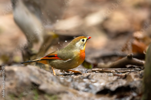 red billed leiothrix at water stream in forest  photo