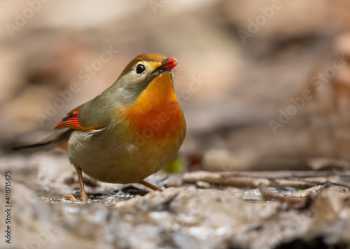 red billed leiothrix at water stream in forest 