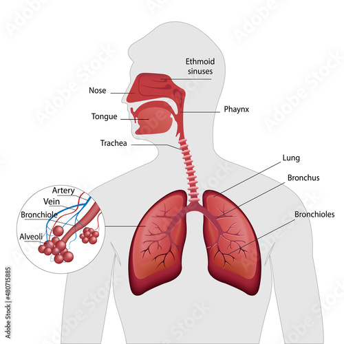 Diagram showing healthy bronchioles and alveoli illustration  photo