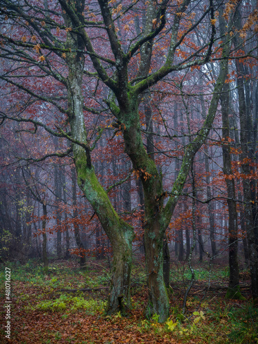 Buchen Pärchen - beech tree couple