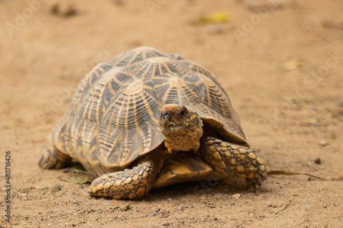 Fototapeta Naklejka Na Ścianę i Meble -  Indian star tortoise walking around