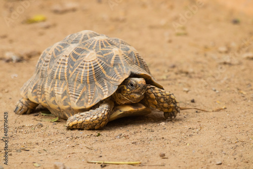 Indian star tortoise walking around