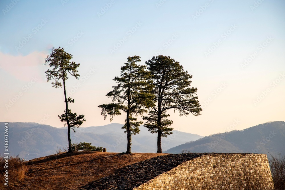 Obraz premium 나무