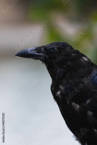 Portrait of Crow in the rain