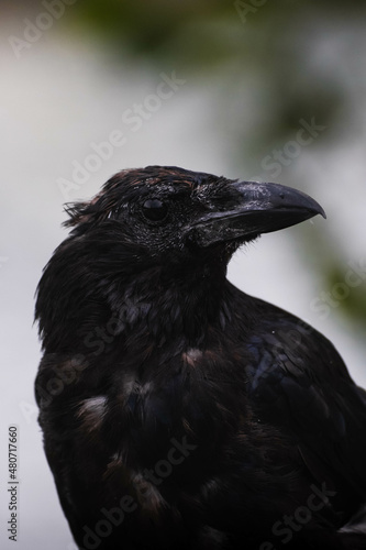 Portrait of Crow in the rain