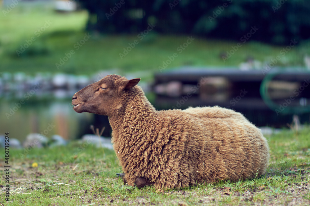 Brown Sheep sitting by a brook
