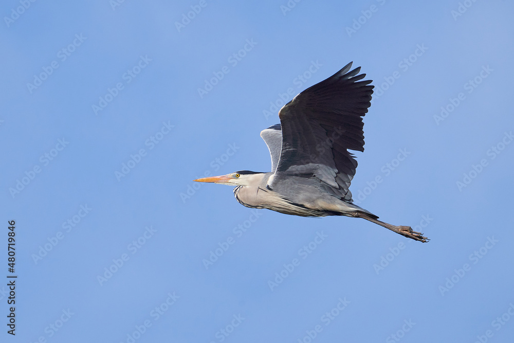 Obraz premium Graureiher (Ardea cinerea)