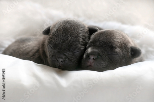 pair of one week puppies © freila