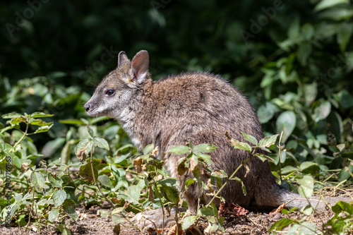 Parma wallaby (Macropus parma) in bush photo