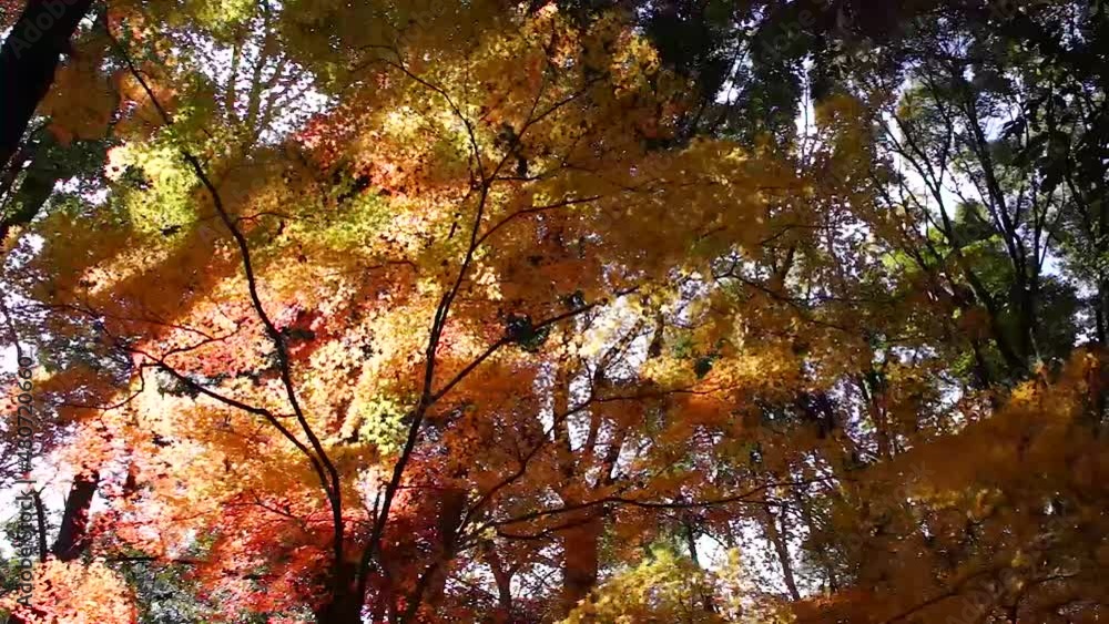 風にゆれる紅葉　熊本市立田山