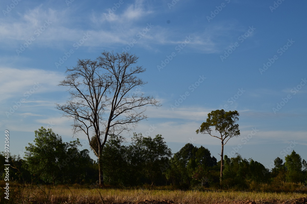 Obraz premium pine tree in the field