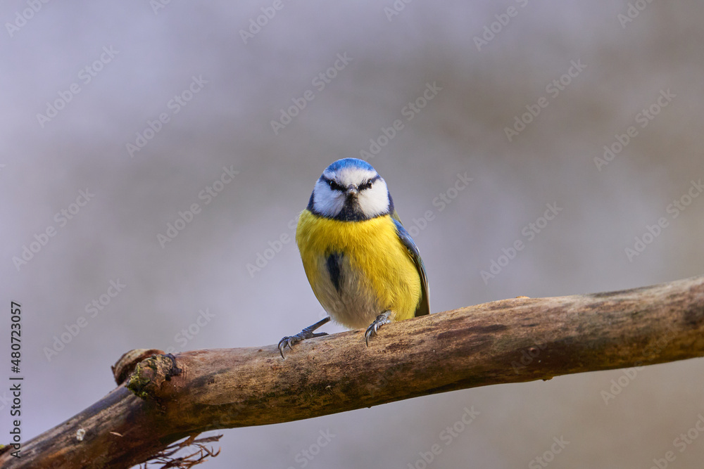 Fototapeta premium Blaumeise (Cyanistes caeruleus, Syn.: Parus caeruleus)