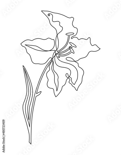 Garden lily. Exotic and aromatic beauty. Continuous line drawing illustration