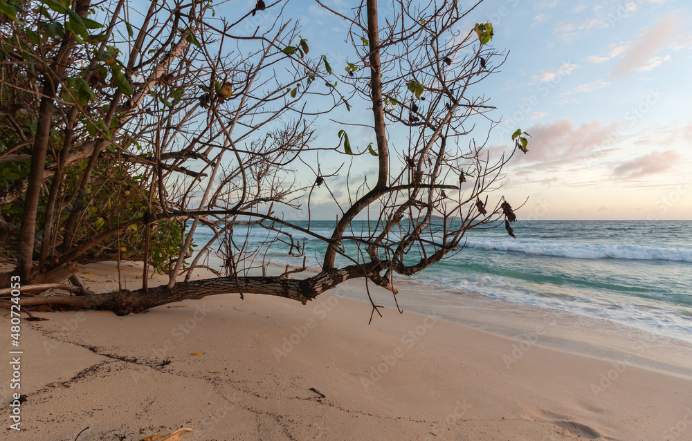 Tree on the beach, Grande Anse Kerlan, Praslin, Seychelles Tree on the beach, Grande Anse Kerlan, Praslin, Seychelles
