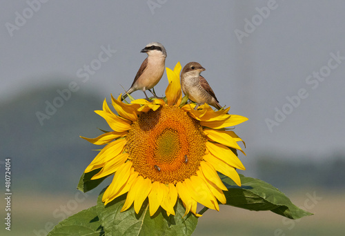 Neuntöter (Lanius collurio) photo