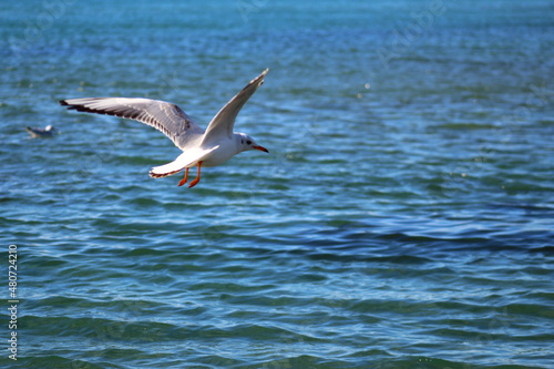 seagulls on flight