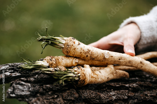 Fotografiet young woman with wool sweater holds freshly harvested horseradish from her own g