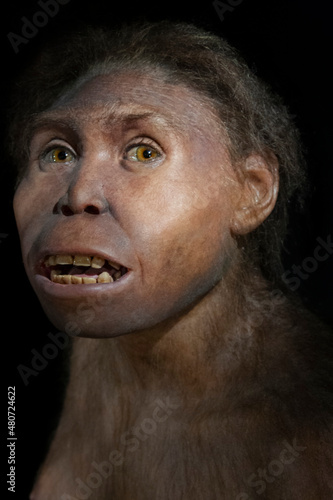 Homo erectus georgicus photo