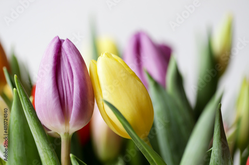 Fototapeta Naklejka Na Ścianę i Meble -  Colourful bouquet of purple, red, orange, yellow and white tulips.