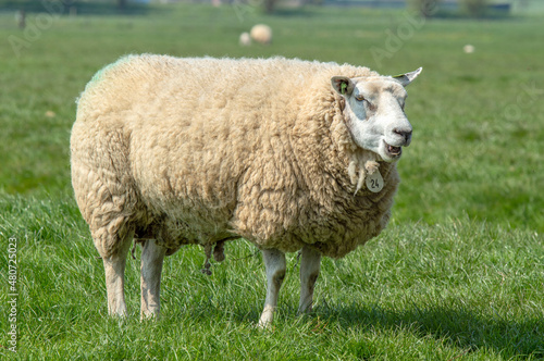 Close Up Female Sheep At Aboude The Netherlands 15-4-2019