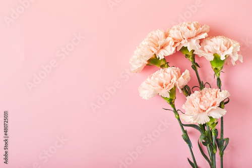 Bouquet of pink carnations. Design concept of holiday greeting with carnation bouquet on pink table background © Irina Burakova