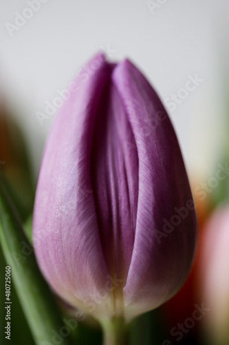 Flower purple tulip looks like vagina, vulva symbol.