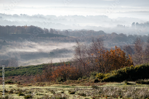 Misty morning in the Ashdown Forest