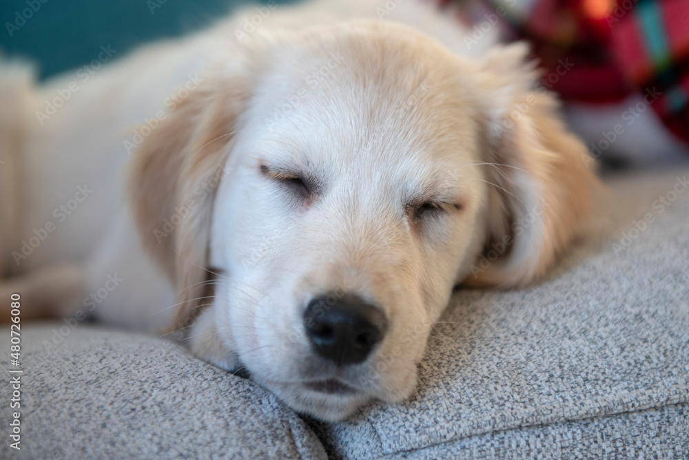 Young golden retriever puppy sleeping on grey sofa Young golden retriever puppy sleeping on grey sofa