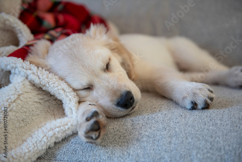 Young golden retriever puppy sleeping with a red blanket 