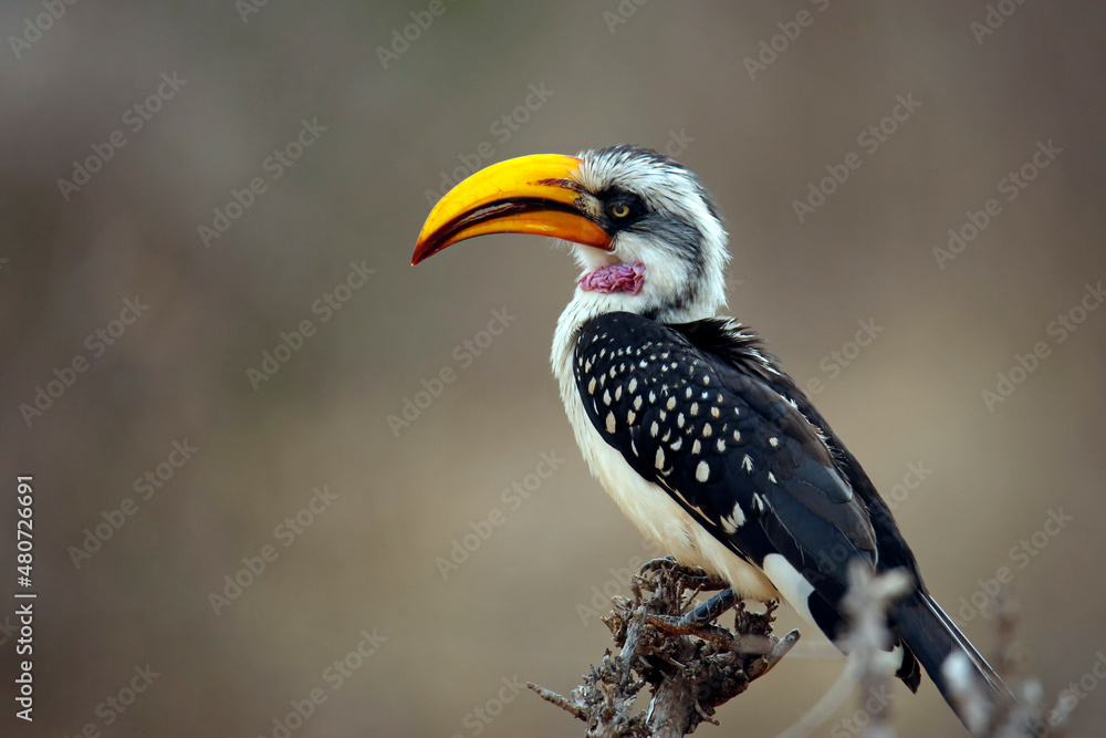 Obraz premium Eastern Yellow-billed Hornbill (Tockus flavirostris, aka Northern Yellow-billed Hornbill. Tsavo West, Kenya