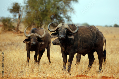 African Buffalos  Syncerus caffer caffer  aka Cape Buffalo . Taita Hills  Kenya
