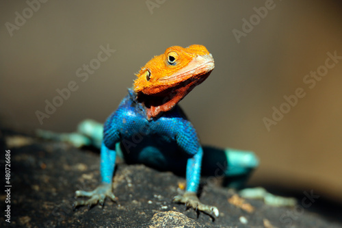 Common Agama (Agama agama, aka Red-headed Rock Agama, Rainbow Agama). Tsavo East, Kenya