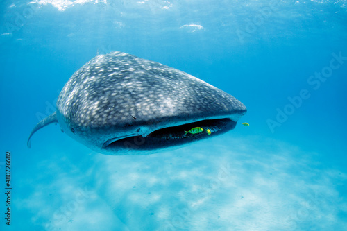 Tableau sur toile Whale Shark (Rhincodon typus) with Pilot Fish around Its Mouth