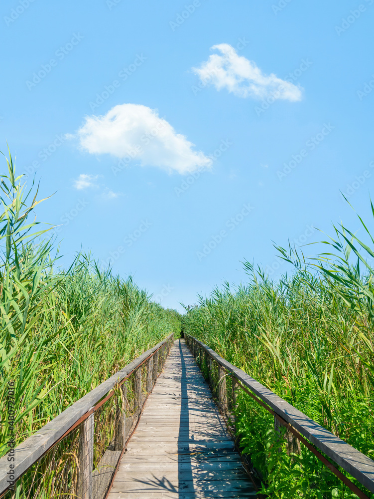 Long wooden bridge through green high reed in the river delta of Comana Natural Park, in Romania. Long wooden bridge through green high reed in the river delta of Comana Natural Park, in Romania.