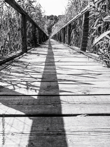 Abstract minimalist picture of a long wooden bridge through high reed in the river delta of Comana Natural Park, in Romania.