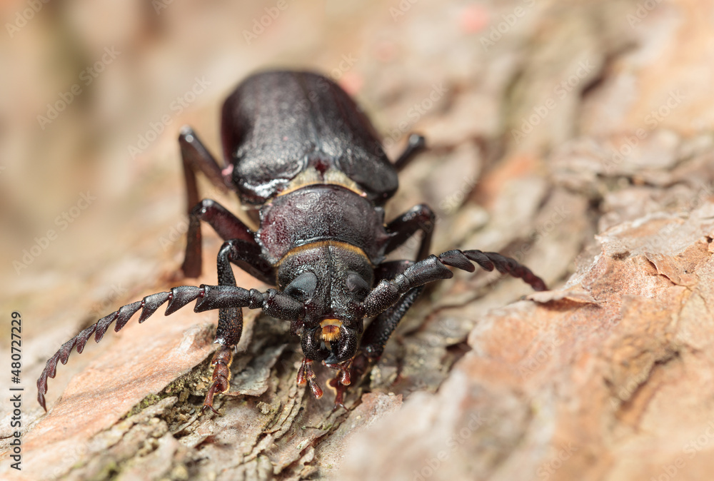 Fototapeta premium Macro of Longhorn beetle