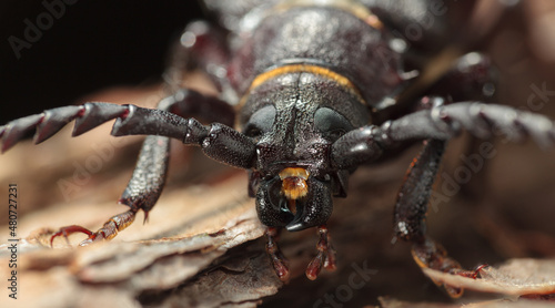 Longhorn beetle en face © abet