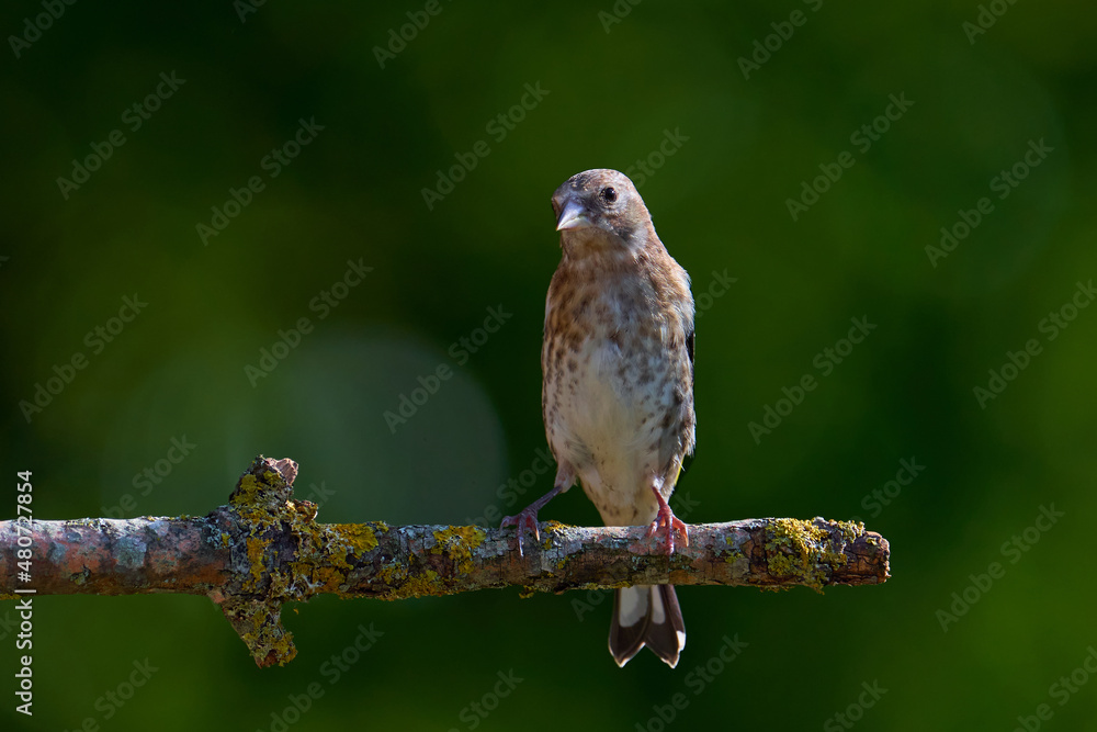 Stieglitz (Carduelis carduelis)